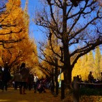 明治神宮外苑銀杏
