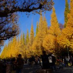 明治神宮外苑銀杏