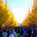 明治神宮外苑銀杏