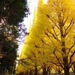 明治神宮外苑銀杏