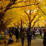 明治神宮外苑銀杏